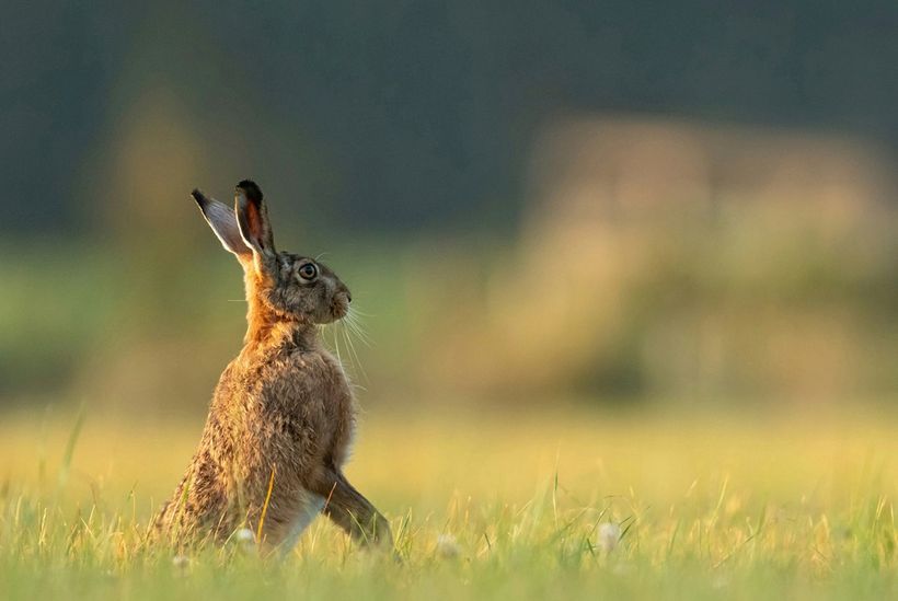 image of a hare - make sure your website is fast like this hare