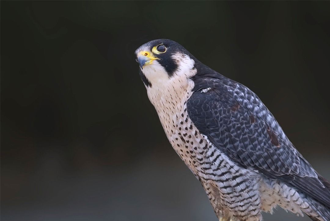 high performing alternatives to WordPress - make sure your website is fast like this Peregrine Falcon