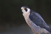 Image of a peregrine falcon - make sure your website is fast like this peregrine falcon