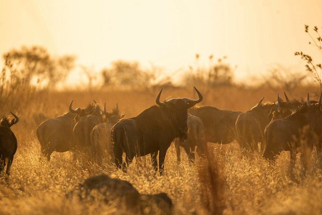 Improving time to first byte for marketers - be fast like these wildebeest