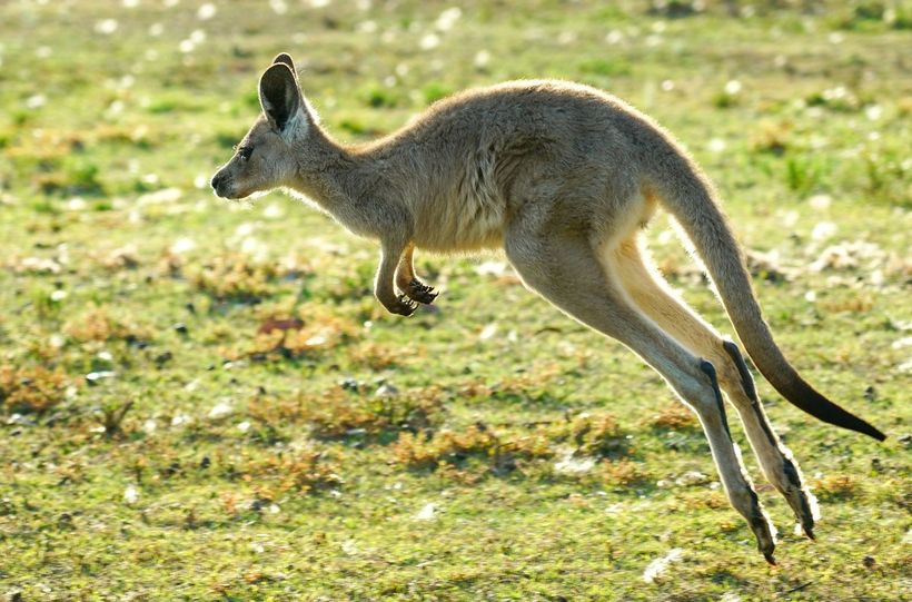 kangaroo representing high performing CSS
